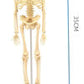 Teng Xin – Explore Science Bone Assembly